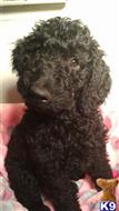 goldendoodles puppy posted by Beth Davies